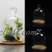 Glass Display Cloche Bell Jar Dome Flower Immortal Preservation w/ Wooden Base   162604304517